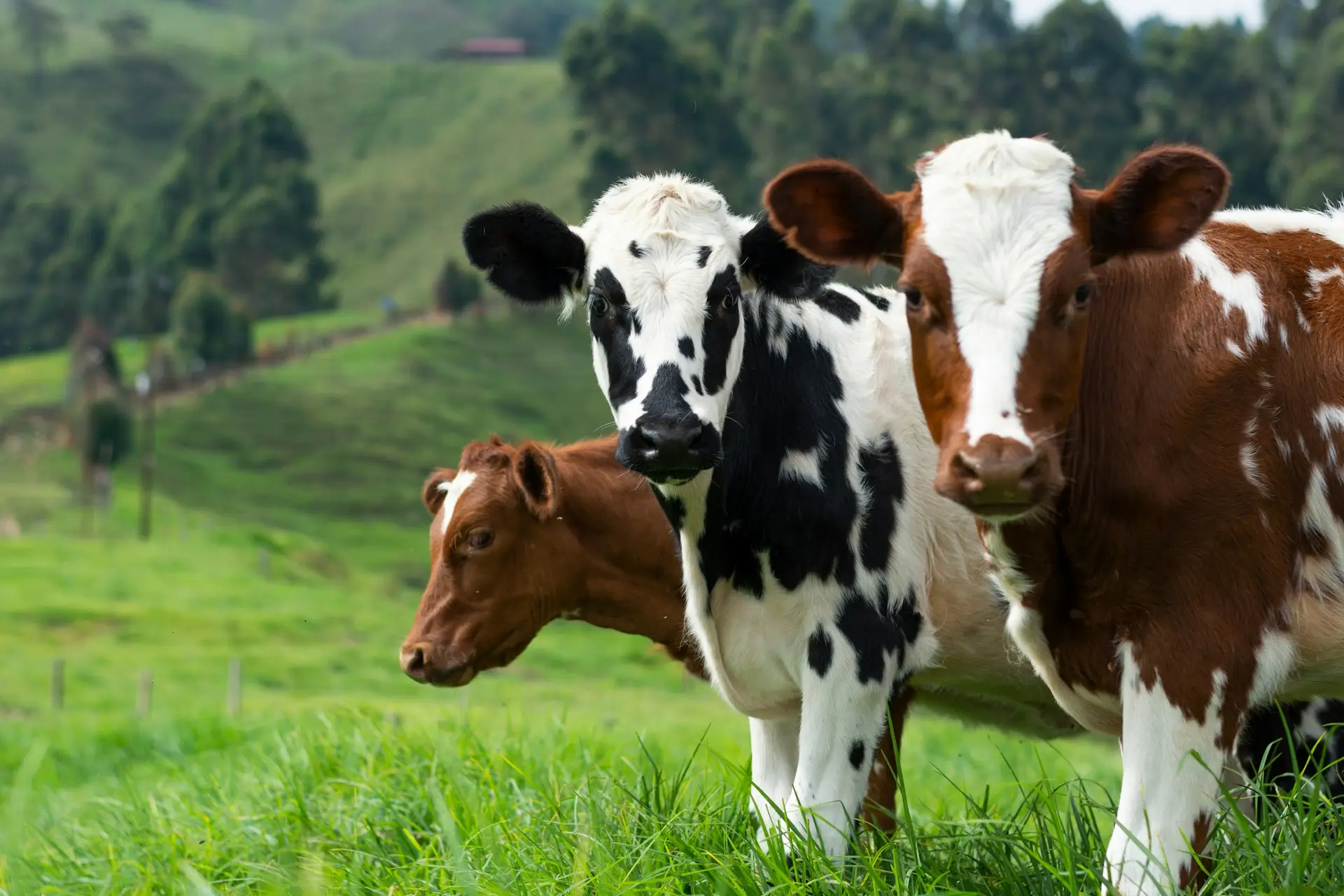 Cara Merawat Sapi Agar Cepat Gemuk Bengkel Madanitec