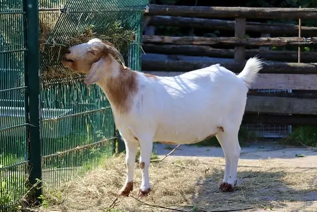 Pakan Kambing - Usaha Ternak Kambing