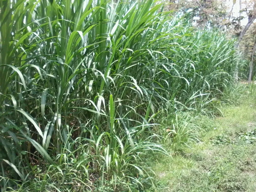 Rumput Kolonjono - Bisnis Ternak Sapi