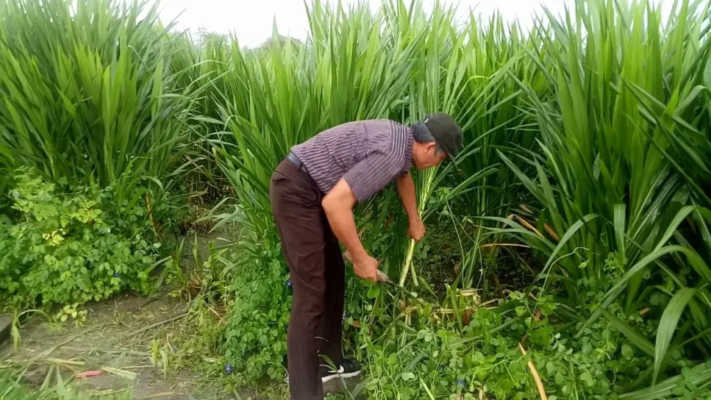 Rumput Odot - Bisnis Ternak Sapi