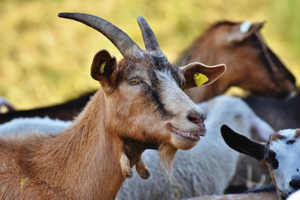 Enggak Hanya Rumput, Inilah 5 Pakan Ternak Kambing Pilihan yang Terbaik