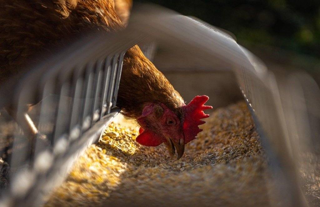 Ayam sedang makan dedak, salah satu produk dari manfaat tongkol jagung