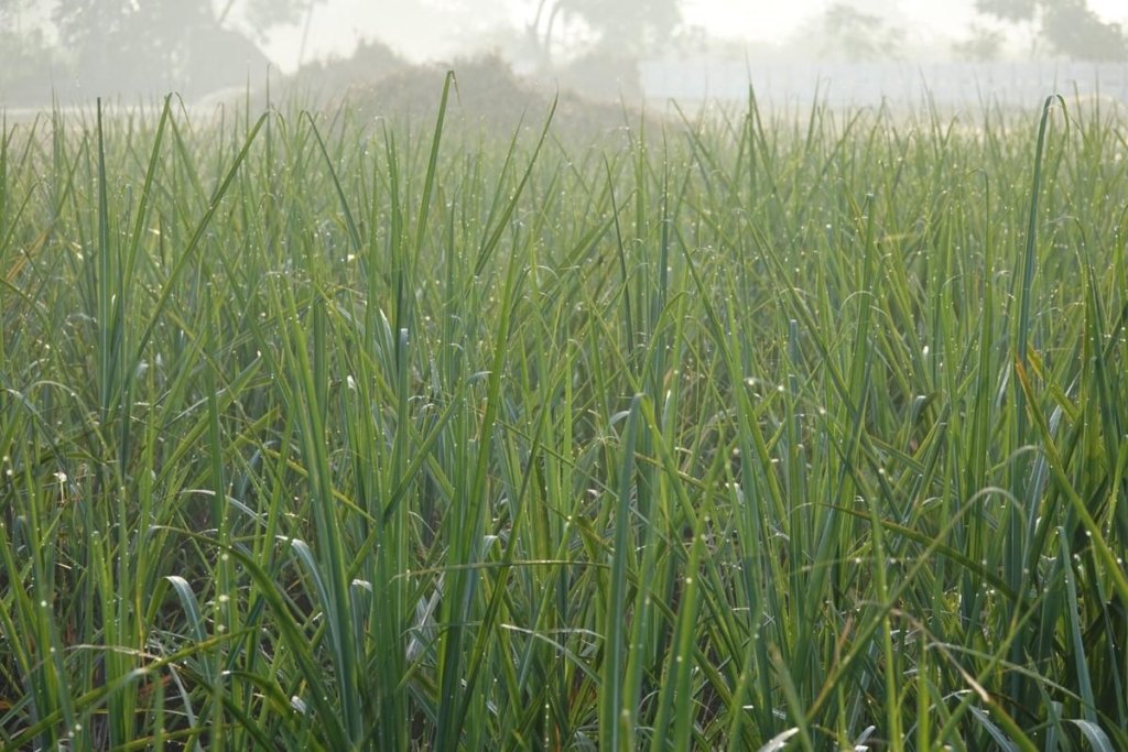 Budidaya Rumput Gajah dengan segudang potensi keuntungan untuk bisnis sampingan