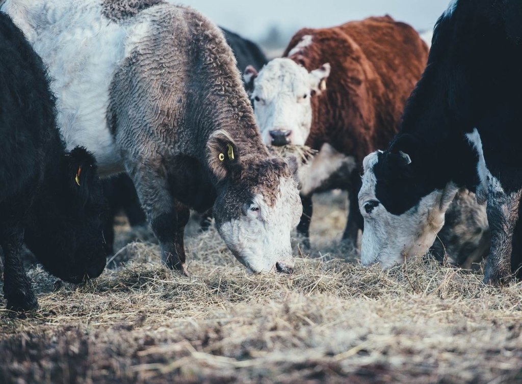 Sapi sedang makan rumput yang diolah dari pencacah pakan ternak serbaguna