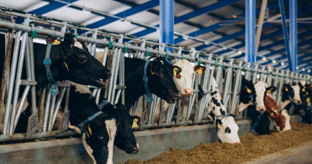 Manfaat mesin pencacah rumput, salah satunya membuat sapi makan dengan lahap