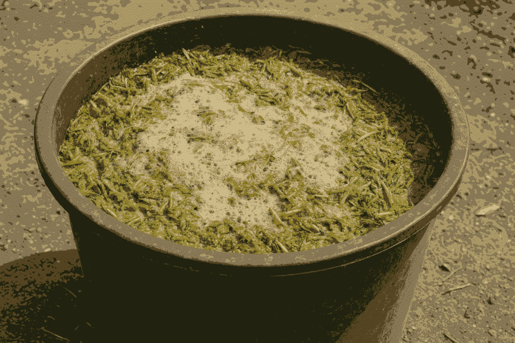 Punya Banyak Manfaat, Inilah Pakan Fermentasi Kambing dan Cara Buatnya Pakan fermentasi kambing dalam baskom terbuka