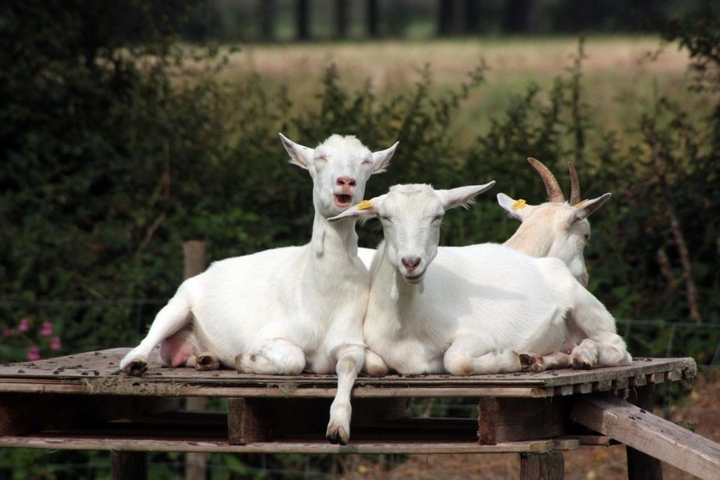 crazy goats 2440802 1280 1