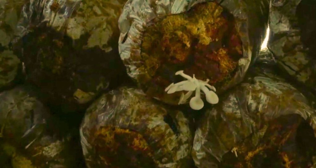 Cara Membuat Baglog Jamur Anti Gagal