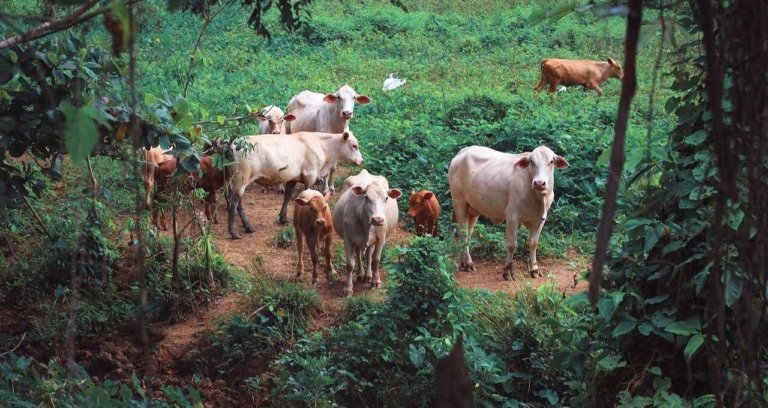 5 Jenis Sapi Lokal di Indonesia dan Harganya