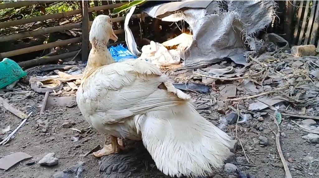 Yuk, Kenalan dengan Jenis Entok Jumbo, Begini Ciri-cirinya Entok Jumbo merupakan salah satu Jenis Entok yang Besar