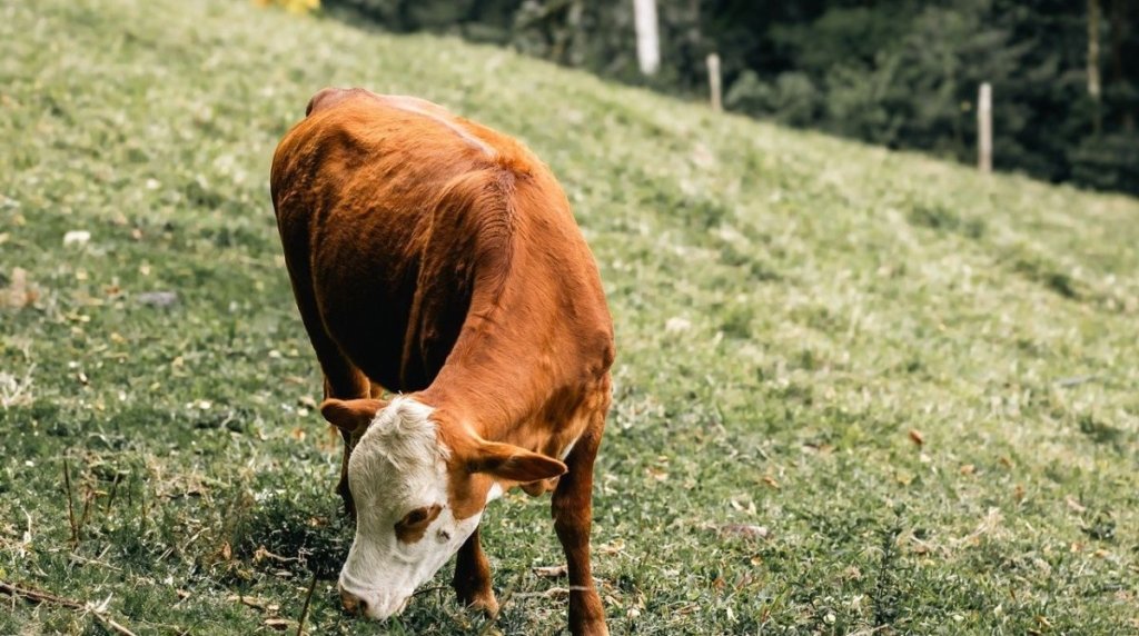 5 Jenis Pakan Ternak untuk Kesehatan dan Pertumbuhan Hewan Pakan Ternak Terbuat dari Apa