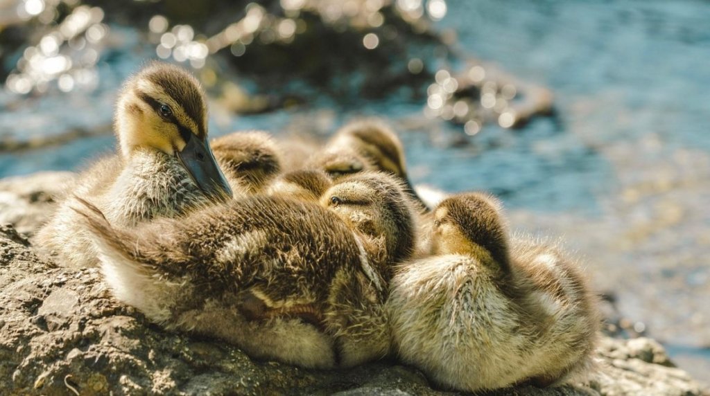 5 Usaha Ternak yang Menjanjikan, Pas untuk Investasi Jangka Panjang Rekomendasi Ide Usaha Ternak