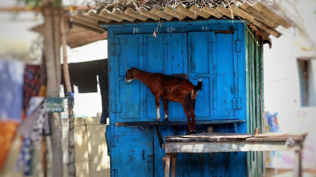 Persiapan Sebelum Membuat Peternakan Kambing