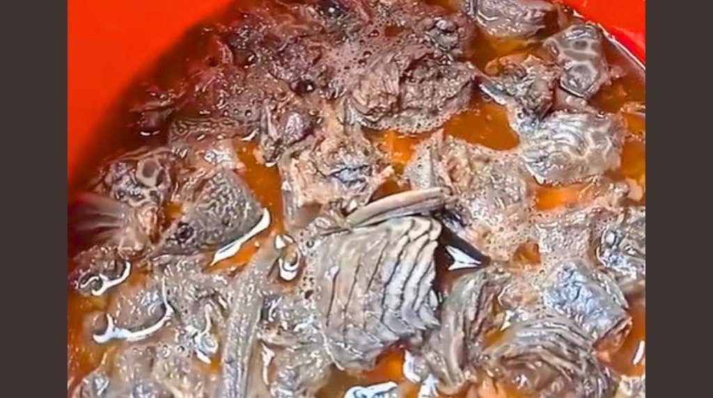 Pupuk Cair dari Ikan Sapu-Sapu