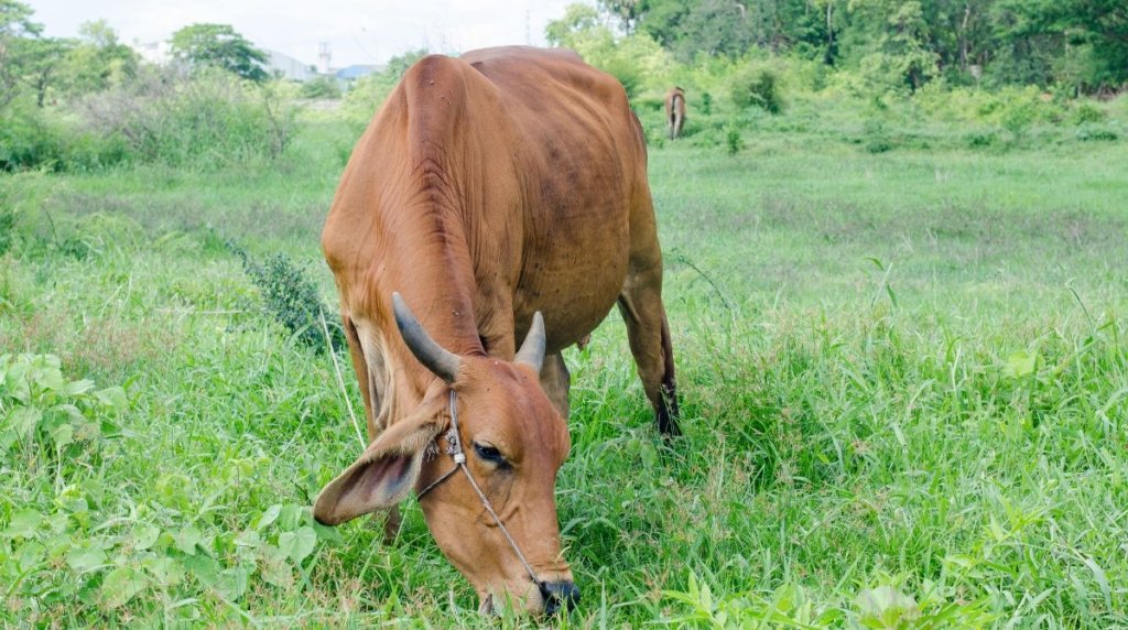 Perbedaan Sapi Ongole dan Sapi Bali