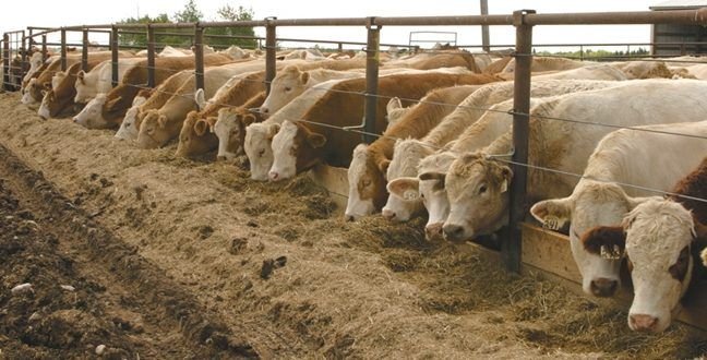 Mengenal Proses Fermentasi Pakan Sapi Potong Bernutrisi dan Manfaatnya Proses fermentasi pakan sapi potong bernutrisi